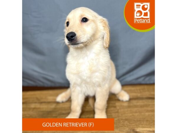 Golden Retriever-Dog-Female-Golden-16400-Petland Chillicothe, Ohio