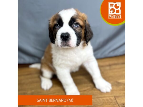 Saint Bernard-Dog-Male-Sable / White-16411-Petland Chillicothe, Ohio