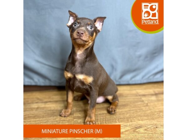 Miniature Pinscher-Dog-Male-Chocolate / Tan-16410-Petland Chillicothe, Ohio