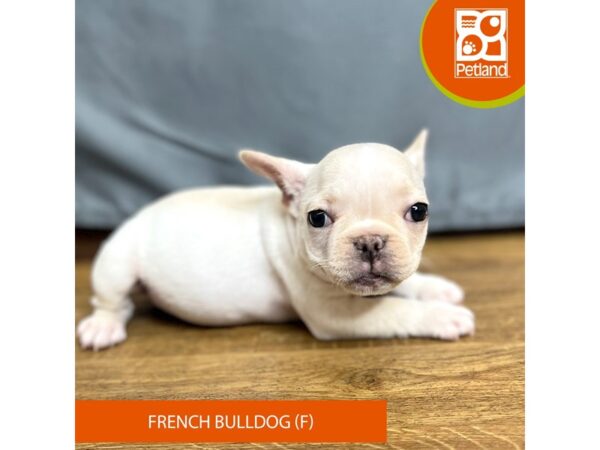 French Bulldog-Dog-Female-Fawn-16414-Petland Chillicothe, Ohio