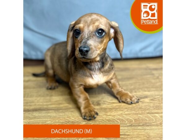 Dachshund-Dog-Male-Red-16409-Petland Chillicothe, Ohio