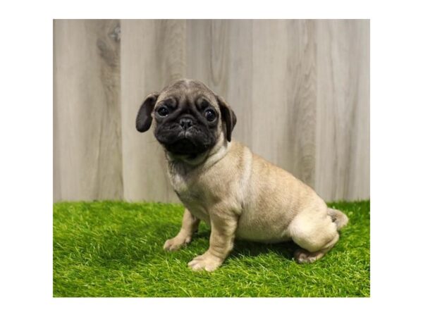 Pug Dog Female Fawn 16426 Petland Chillicothe, Ohio