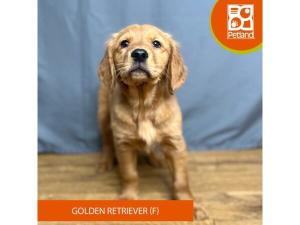 Golden Retriever-Dog-Female-Dark Golden-16425-Petland Chillicothe, Ohio