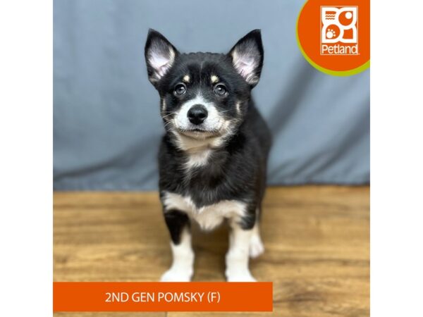 Pomsky 2nd Gen Dog Female Black Tan / White 16423 Petland Chillicothe, Ohio