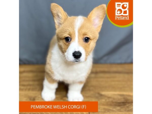 Pembroke Welsh Corgi Dog Female Red 16420 Petland Chillicothe, Ohio