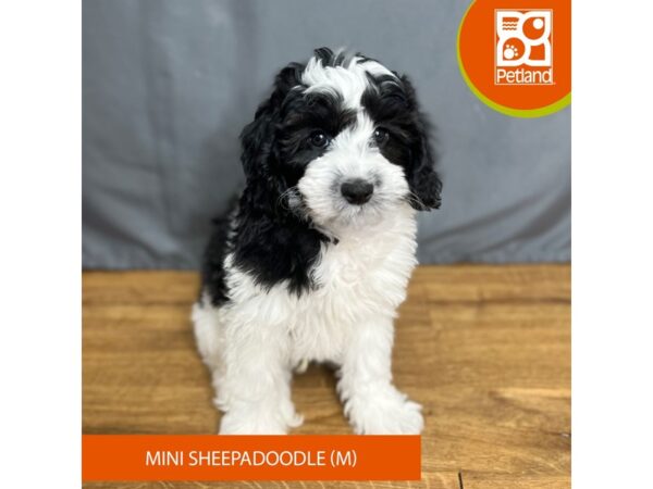 Sheepadoodle Mini Dog Male Black / White 16434 Petland Chillicothe, Ohio