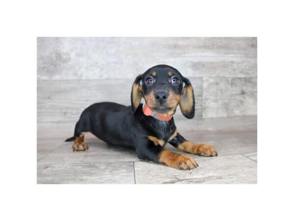 Dachshund Dog Male Black / Tan 16368 Petland Chillicothe, Ohio