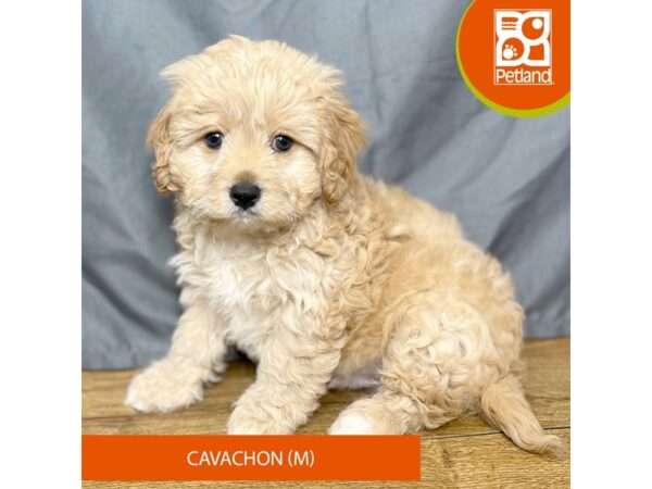 Cavachon Dog Male White 16364 Petland Chillicothe, Ohio