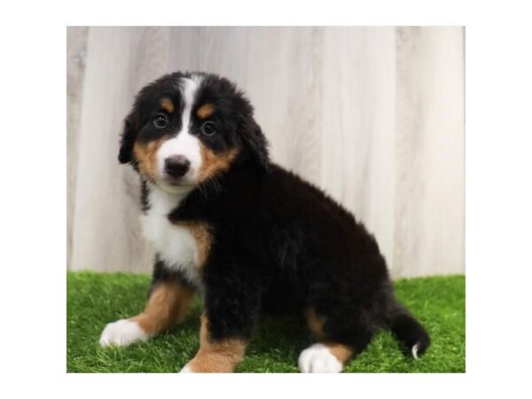 Bernese Mountain Dog Dog Female Black White / Tan 16373 Petland Chillicothe, Ohio