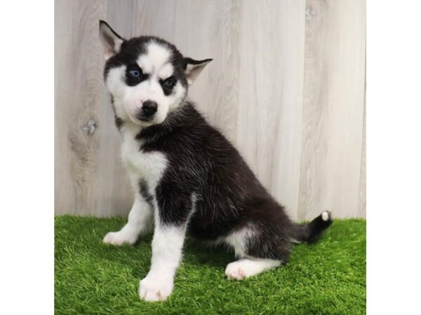 Siberian Husky Dog Female Black / White 16379 Petland Chillicothe, Ohio