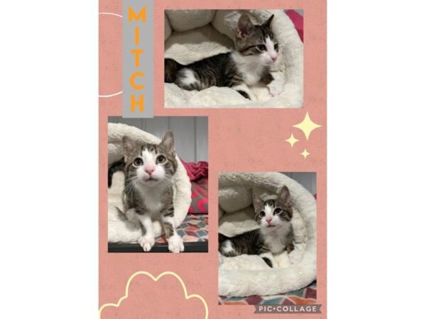 Adopt a Pet Cat-Cat-Male-Tabby and white-16385-Petland Chillicothe, Ohio