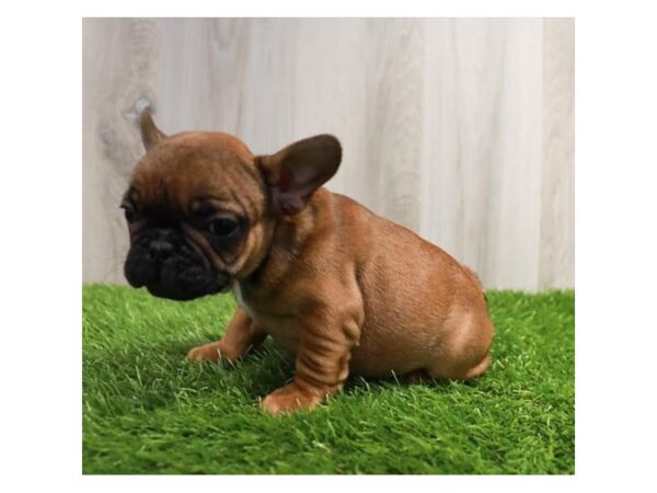 French Bulldog Dog Male Fawn 16435 Petland Chillicothe, Ohio