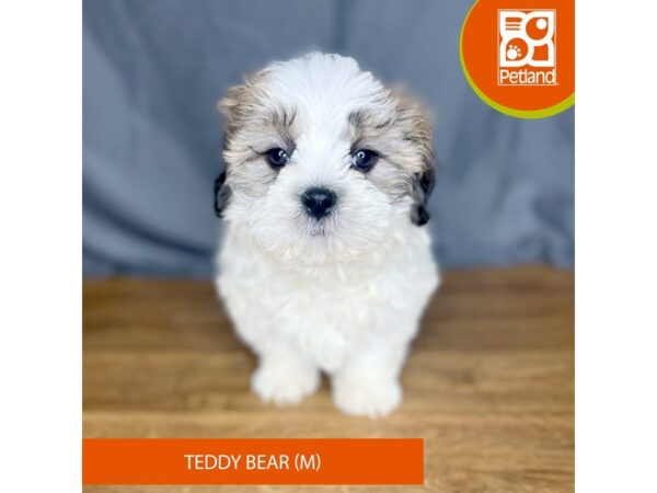 Teddy Bear-Dog-Male-Gold / White-16381-Petland Chillicothe, Ohio