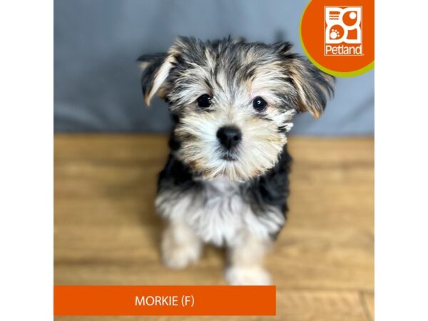 Morkie-Dog-Female-Black / Tan-16389-Petland Chillicothe, Ohio