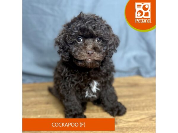 Cock A Poo Dog Female Chocolate 16382 Petland Chillicothe, Ohio