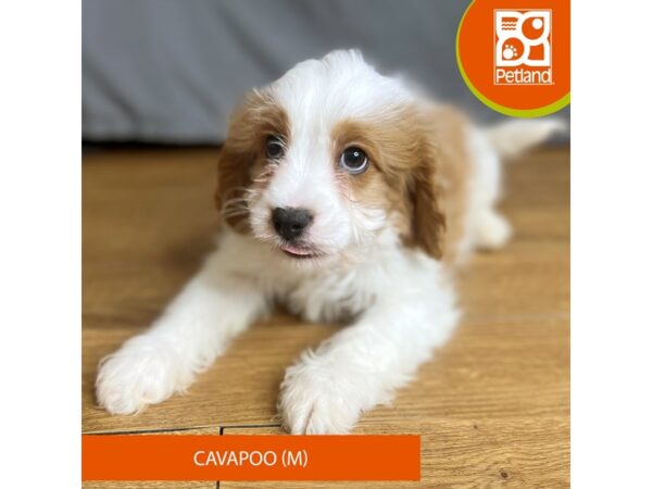 Cavapoo Dog Male Blenheim 16395 Petland Chillicothe, Ohio