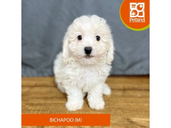 Bichapoo Dog Male White 16393 Petland Chillicothe, Ohio