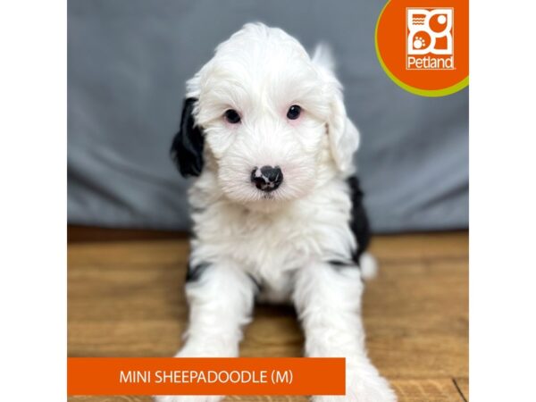 Sheepadoodle Mini Dog Male Black and White 16405 Petland Chillicothe, Ohio