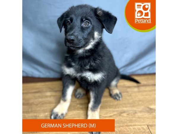 German Shepherd Dog-Dog-Male-Black / Tan-16404-Petland Chillicothe, Ohio