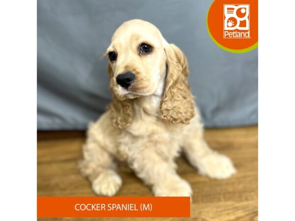 Cocker Spaniel Dog Male Buff 16417 Petland Chillicothe, Ohio