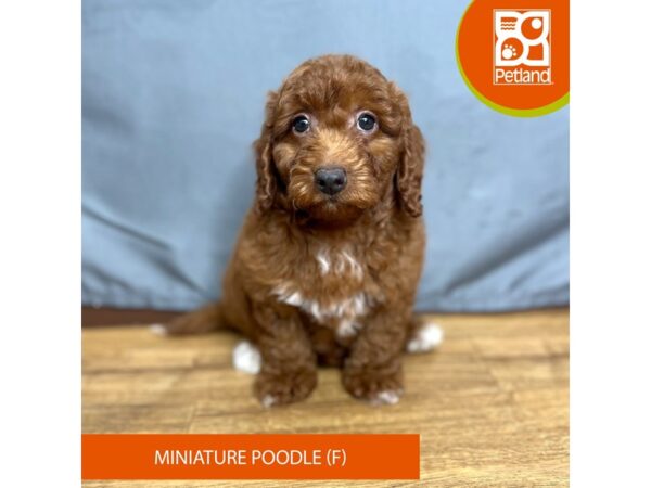 Miniature Poodle Dog Female Red 16416 Petland Chillicothe, Ohio