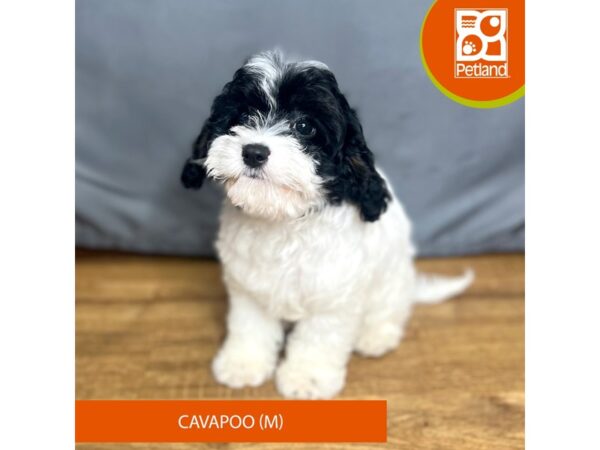 Cavapoo Dog Male 16415 Petland Chillicothe, Ohio