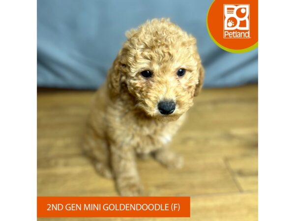 Goldendoodle Mini 2nd Gen Dog Female Red 16413 Petland Chillicothe, Ohio