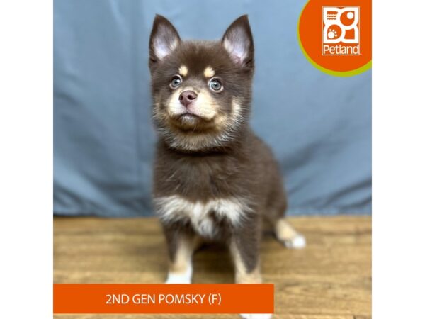 Pomsky 2nd Gen Dog Female Chocolate 16424 Petland Chillicothe, Ohio