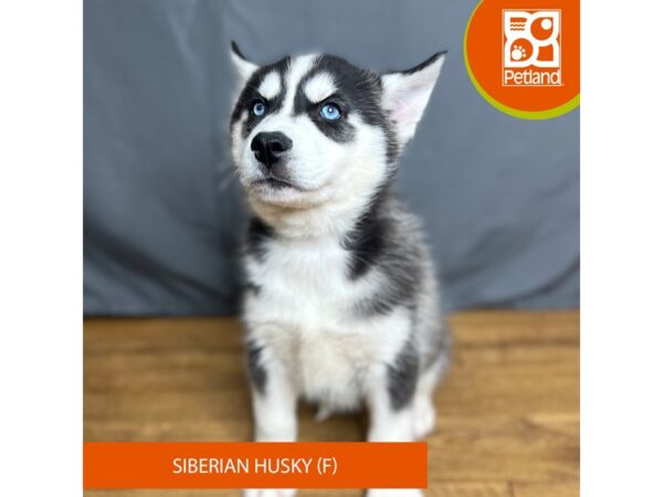 Siberian Husky Dog Female Black / White 16422 Petland Chillicothe, Ohio