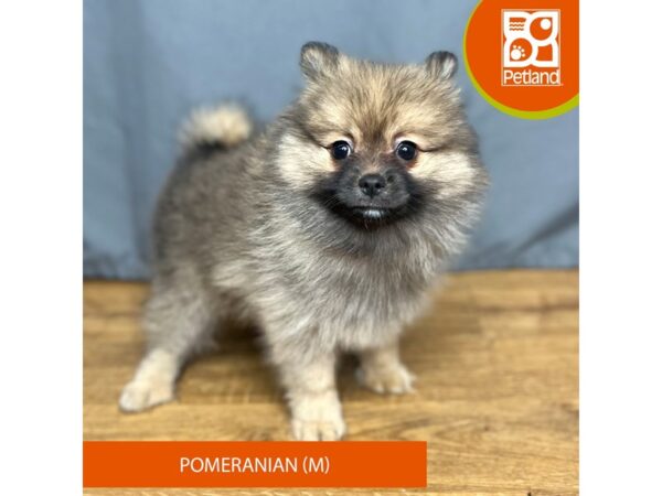 Pomeranian Dog Male Chocolate / White 16421 Petland Chillicothe, Ohio