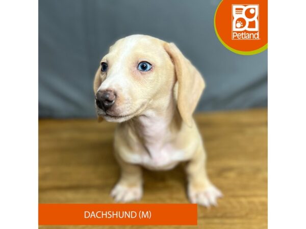 Dachshund-Dog-Male-Fawn (Isabella) / Tan-16419-Petland Chillicothe, Ohio