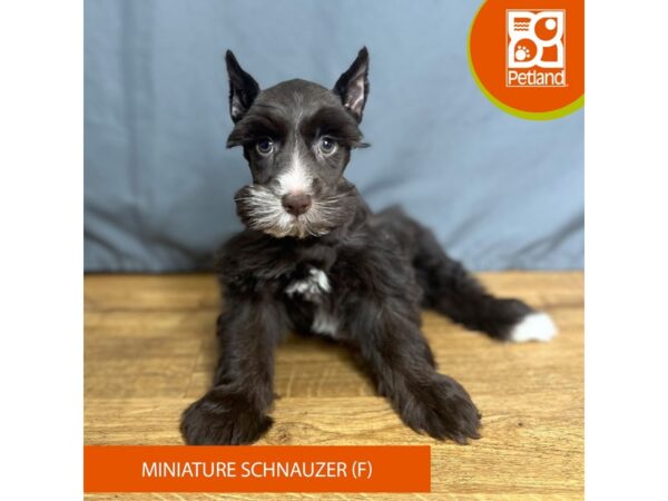 Miniature Schnauzer Dog Female Chocolate 16428 Petland Chillicothe, Ohio