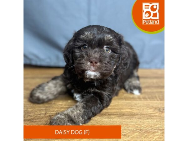 Daisy Dog-Dog-Female-Chocolate-16430-Petland Chillicothe, Ohio