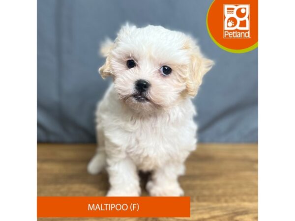 Maltipoo Dog Female 16431 Petland Chillicothe, Ohio