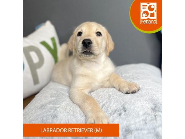 Labrador Retriever-Dog-Male-Yellow-16463-Petland Chillicothe, Ohio