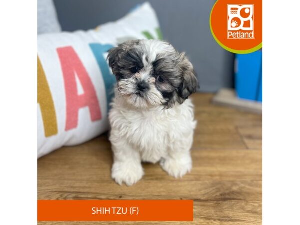 Shih Tzu-Dog-Female-Brown / White-16462-Petland Chillicothe, Ohio