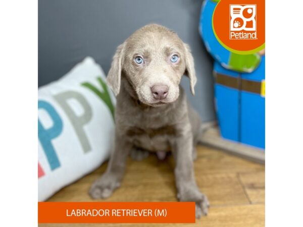 Labrador Retriever Dog Male Silver 16460 Petland Chillicothe, Ohio