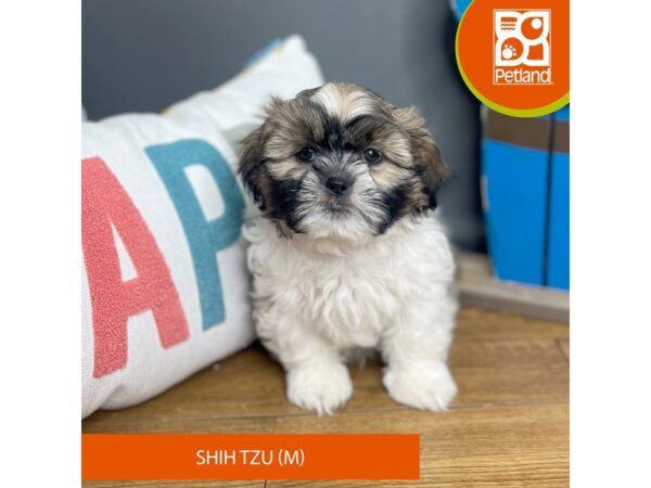 Shih Tzu Dog Male Brown / White 16459 Petland Chillicothe, Ohio