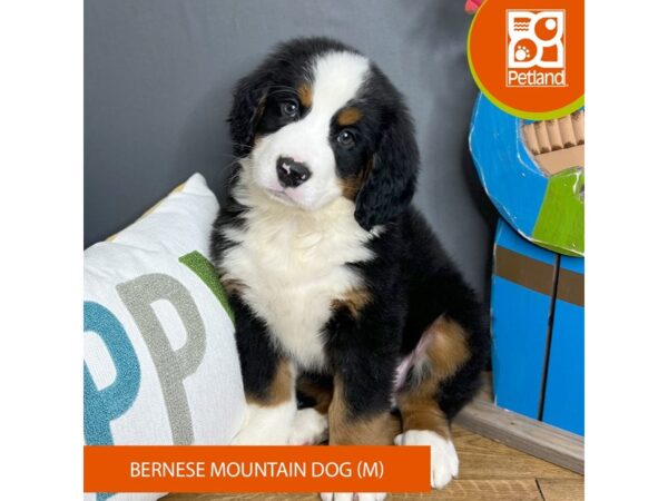 Bernese Mountain Dog Dog Male Black Tan / White 16458 Petland Chillicothe, Ohio