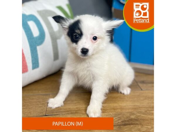 Papillon Dog Male Black / White 16456 Petland Chillicothe, Ohio