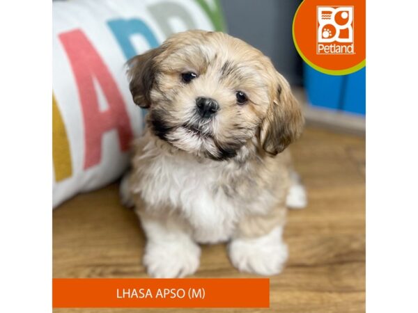 Lhasa Apso Dog Male Brown / White 16455 Petland Chillicothe, Ohio