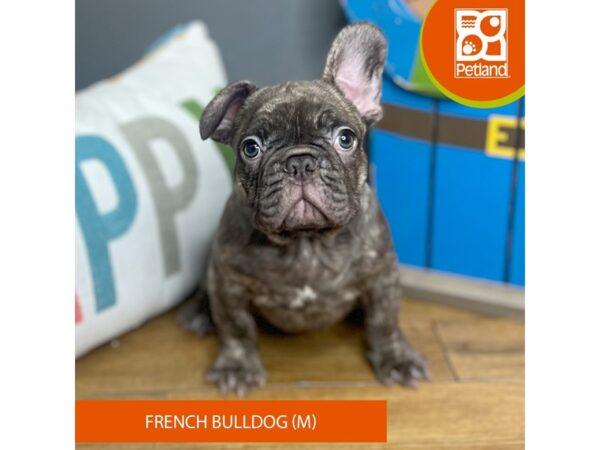Blue brindle french bulldog for sale cheap