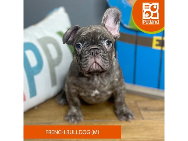 French Bulldog Dog Male Blue Brindle 16454 Petland Chillicothe, Ohio