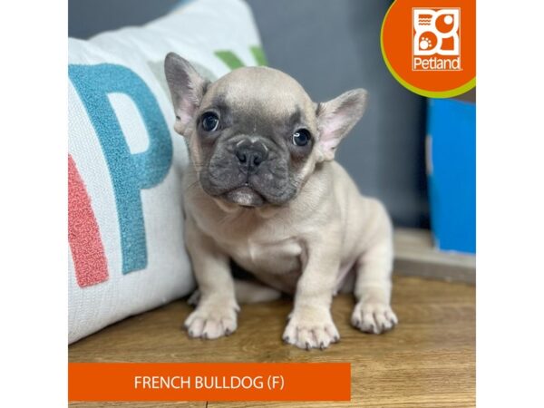 French Bulldog-Dog-Female-Blue Fawn-16453-Petland Chillicothe, Ohio