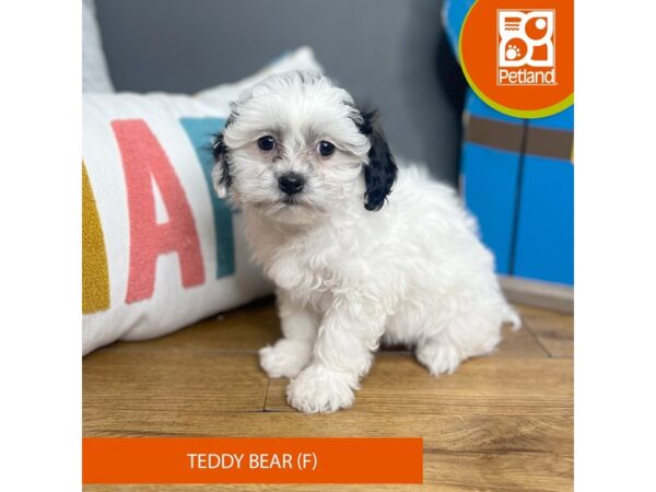 Teddy Bear Small Animal Black White ID 16448 Located at Petland