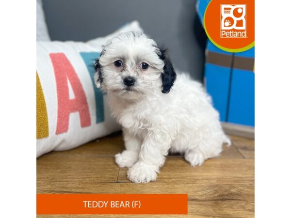 Teddy Bear Dog Female Black / White 16448 Petland Chillicothe, Ohio