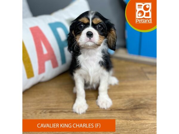 Cavalier King Charles Spaniel Dog Female Tri-Colored 16446 Petland Chillicothe, Ohio