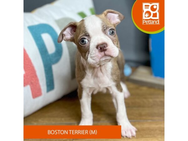 Boston Terrier Dog Male Seal Brindle / White 16442 Petland Chillicothe, Ohio