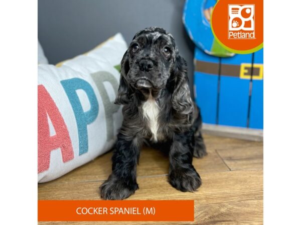 Cocker Spaniel Dog Male Blue Roan 16441 Petland Chillicothe, Ohio