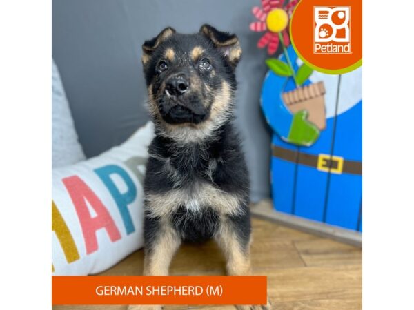 German Shepherd Dog-Dog-Male-Black / Tan-16440-Petland Chillicothe, Ohio